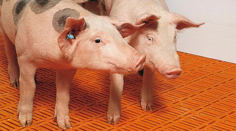 Zwei Ferkel. Zwei Ferkel.