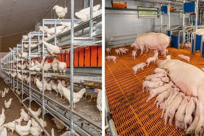 Natura Step XL aviary system | Agilo FB Natura Step XL aviary system | Agilo FB