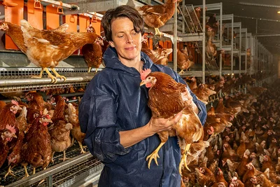 In the barn: woman holding a chicken. In the barn: woman holding a chicken.