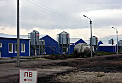 Основные принципы выращивания свиней Основные принципы выращивания свиней