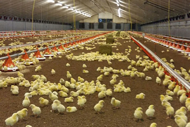 Les poussins au début de la période d'engraissement